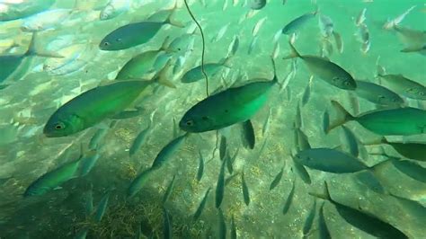 Hundreds Of Juvenile Amberjack Fish Swimming Under My Dock Youtube