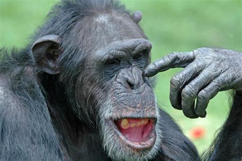Men Are Like Apes When Competing For Status Live Science