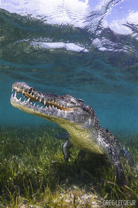 Photographing Crocodiles In Mexico Scuba Diving