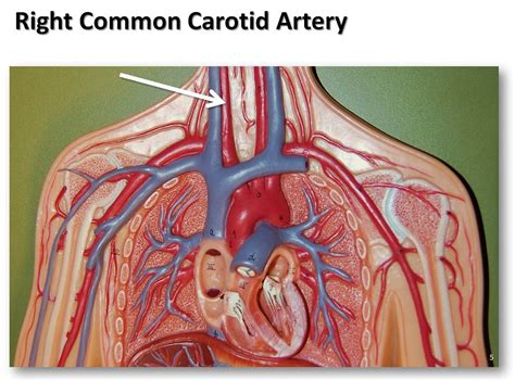 Right Common Carotid Artery The Anatomy Of The Arteries Flickr