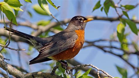 «what birds have you seen during the great backyard bird count? Great Backyard Bird Count | Elmwood Park Zoo