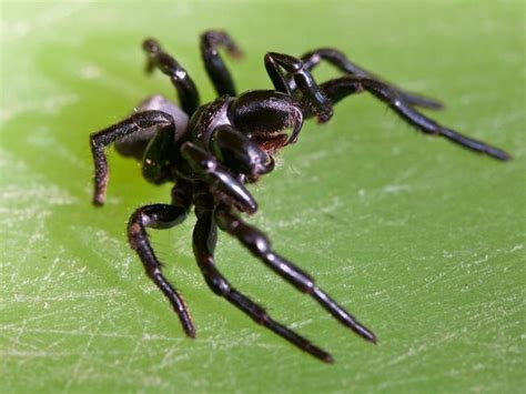 Funnel Webs Redbacks Mouse Spiders The Deadly Critters Lurking In