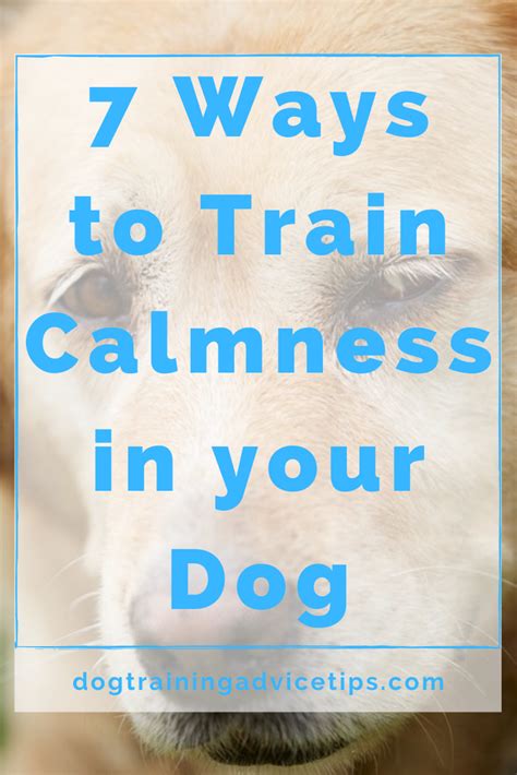 7 Ways To Train Calmness In Your Dog Dog Training Advice Tips Dog