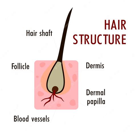 Premium Vector The Structure Of The Hair Hair Structure Medical