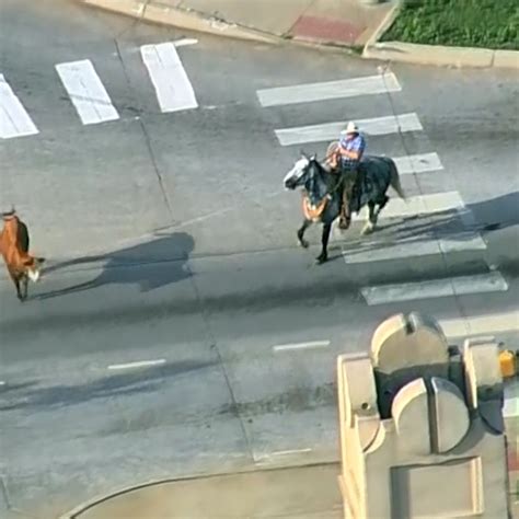 Cowboys Lasso Runaway Cow On Us State Highway