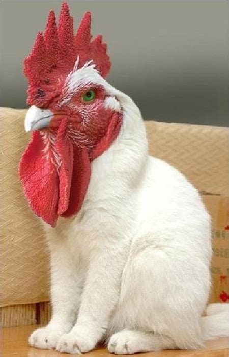 7 Editan Gambar Ayam Dengan Binatang Lain Ini Dijamin Bikin Keher