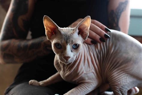 30 Fun Sphynx Cat Facts To Make You Purr