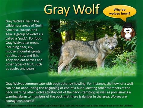 This Pin On The Gray Wolf Is An Excerpt From The Newly Released Kids