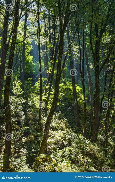 Sunbeam In Forest Stock Photo Image Of Quiet Nature 26772474