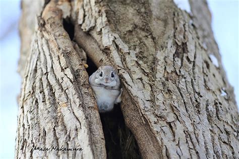 White Wolf Siberian Flying Squirrels Are Probably One Of