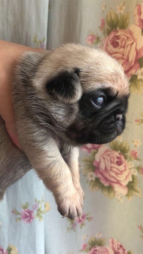 Check spelling or type a new query. Pug For Sale in Illinois (223) | Petzlover