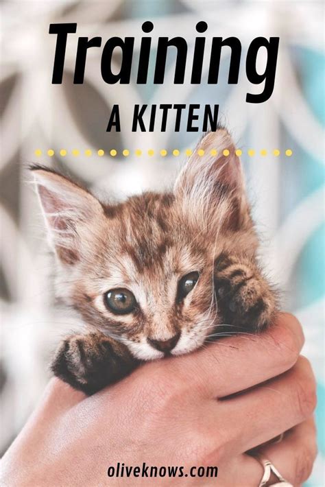 How To Train A Kitten Oliveknows Training A Kitten Kitten Care