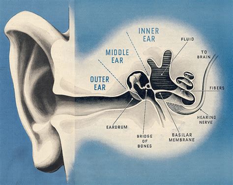 Amazing Fun And Interesting Facts About Ears That You Should Know