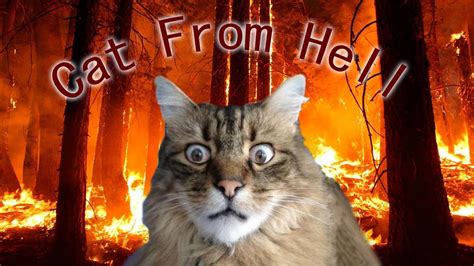 Cat From Hell Youtube