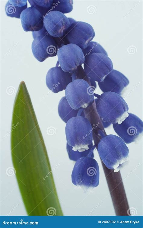 Blue Flower Stock Photo Image Of Close Flora Isolated 2407132