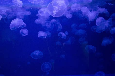Jellyfish Researchers Want You To Start Thinking About These Creatures
