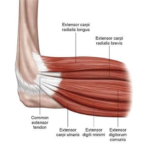 Elbow Treatment In Muskegon And Grand Haven Mi Orthopaedic Associates