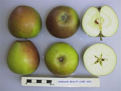 Buy Barnack Beauty Apple Trees Online Heritage Fruit Tree Nursery