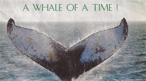 By The Bay Needleart Whats Up Wednesday Seacoast Humpback Whale