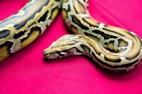 Burmese Python Lifespan How Long Do They Live