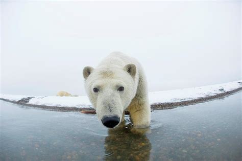 Polar Bear Ursus Maritimus Curious Photograph By Steven Kazlowski