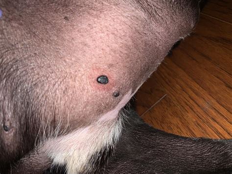 Skin Tag On Cat Tummy Cat Meme Stock Pictures And Photos