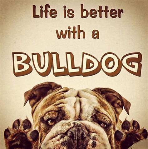 Pin By Joann A On I Love My Bulldog Bulldog English Bulldog