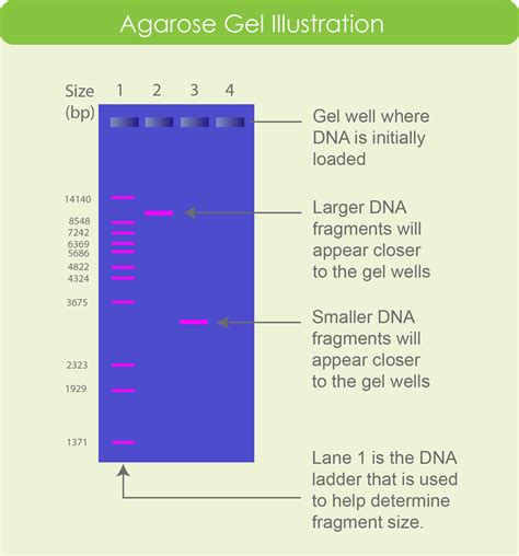 Agarose Gel Electrophoresis Separates Nucleic Acid Fragments According To