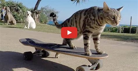 Watch A Cat Push A Skateboard All On His Own Funny Animal Videos Funny