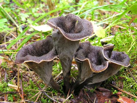 Black Trumpet Mushroom Craterellus Cornucopioides Out Grow Ogbtm100