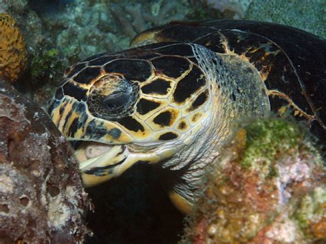 E Reefnews Vol 7 No1 Open Wide Hawksbill Turtle Eats A Sponge