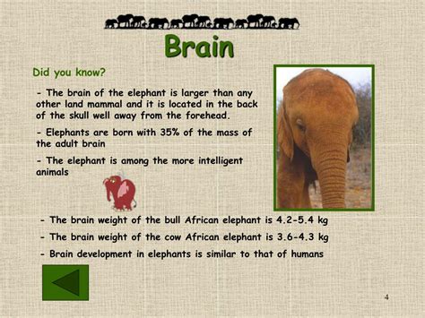 Ppt African Elephant Powerpoint Presentation Free Download Id1209478