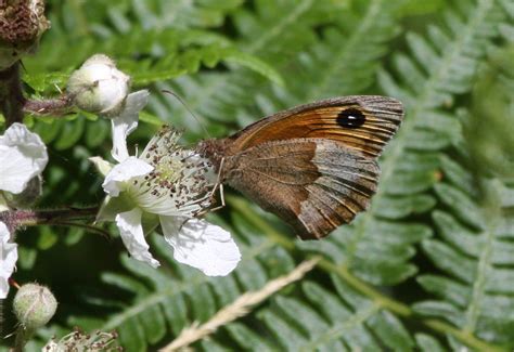 Butterflies | Friends of Northaw Great Wood
