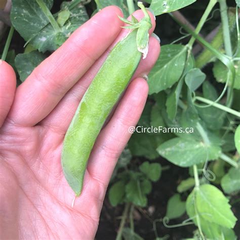 Sugar Ann Snap Pea Circle Farms