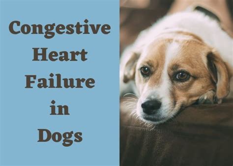 Catching this condition in its initial stages allows doctors to begin treating the. Symptoms and Treatment of Congestive Heart Failure in Dogs ...