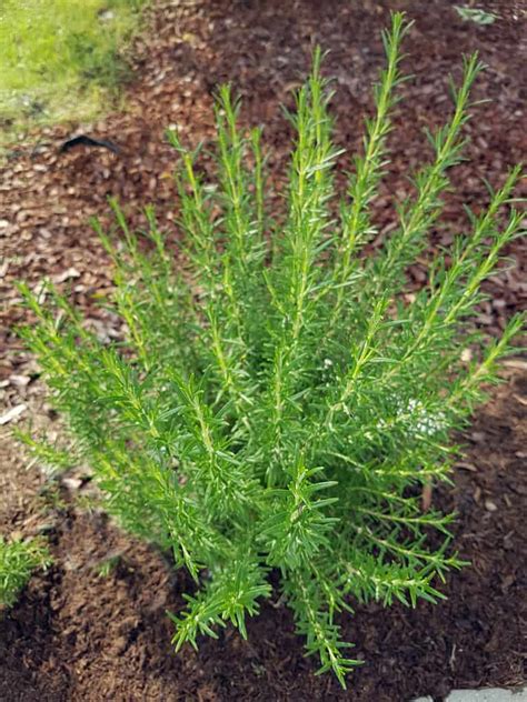 How To Grow A Rosemary Hedge And 10 Reasons Why You Should