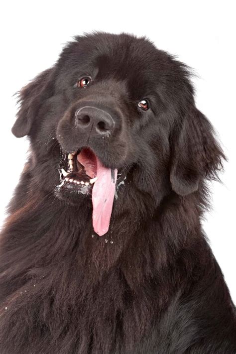 Dog Slobber Learn When Excessive Drool Is Cause For Concern