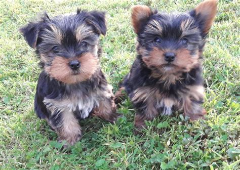 Mini Yorkshire Terrier Puppies Miniature Yorkie Can Be Kc In