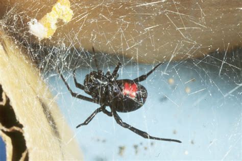 Black widow spiders are fond of dark corners where spider webs will be left undisturbed. Get Rid and Kill Black Widow Spiders