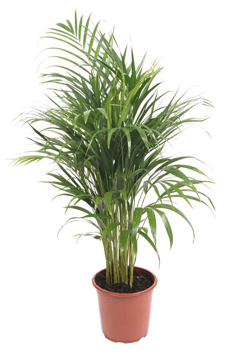 Planting palm trees is not much different from the way you would plant any other kind of trees. B&Q Green Palm Tree In Plant Pot | Departments | DIY at B&Q