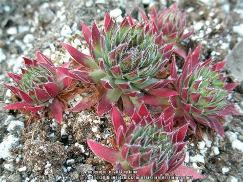Photo Of The Entire Plant Of Hen And Chicks Sempervivum Itchen