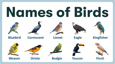 Incredible Collection Of Full 4k Bird Images With Names Over 999