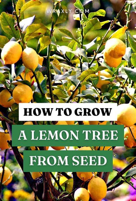 How To Grow A Lemon Tree From Seed Gardening For Beginners Lemon