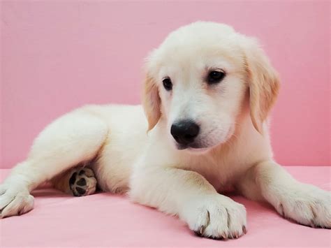 The goals and purposes of this breed standard include: Golden Retriever-DOG-Male-Golden-2637643-Petland Las Vegas, NV