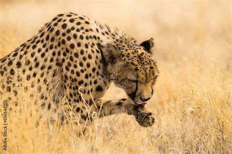 Cheetah Acinonyx Jubatus Licking Its Paw Solitaire Namibia Foto De