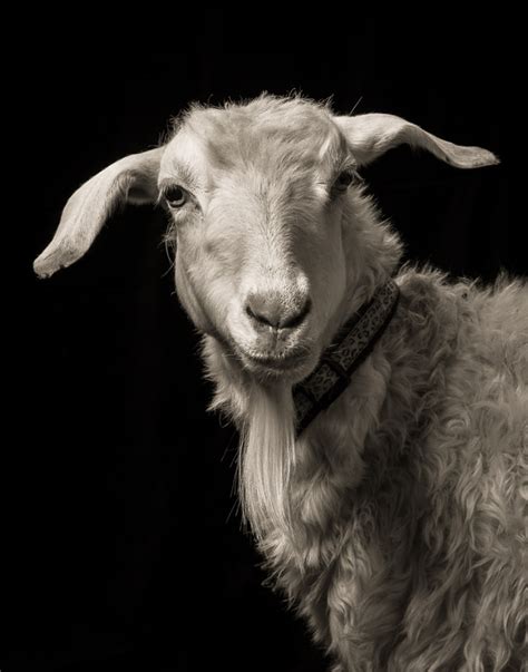 Dramatic Portraits Of Farm Animals Capture Them In A