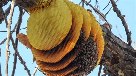 Photos Unique Honey Bee Nest In Colorado