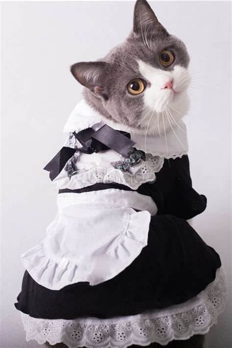 26 Pet Cat Halloween Costumes 2018 Cute Ideas For Cat