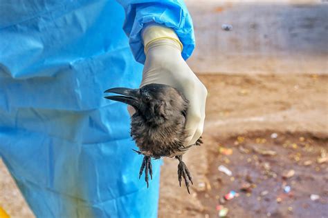 160 More Birds Mostly Crows Found Dead Across Rajasthan Amid Avian Flu Scare Deccan Herald