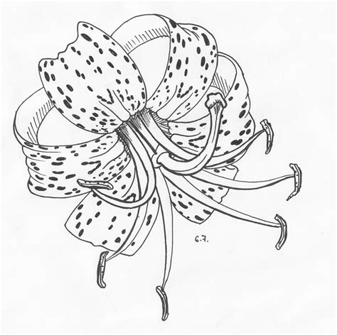 Tiger Lilies Drawing At Getdrawings Free Download